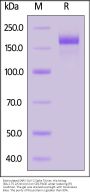 Biotinylated SARS-CoV-2 Spike Trimer Protein, His,Avitag™ (BA.2.75.2/Omicron) (MALS verified)
