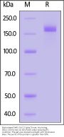 Biotinylated SARS-CoV-2 Spike Trimer Protein, His,Avitag™ (BQ.1.1/Omicron) (MALS verified)