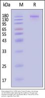 Biotinylated HCoV-229E Spike Trimer Protein (TI 871-872 PP), His,Avitag™ (MALS verified)
