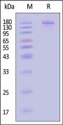 Biotinylated HCoV-229E Spike Trimer Protein (TI 871-872 PP), His,Avitag™ (MALS verified)