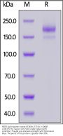 MERS Spike protein trimer (R748A, R751A, V1060P, L1061P), His Tag (MALS verified)