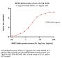 MERS Spike protein trimer (R748A, R751A, V1060P, L1061P), His Tag (MALS verified)