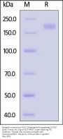 Pangolin coronavirus hCoV-19/pangolin/Guangdong/1/2019 Spike Trimer Protein (R677A, KV978-979AA), His Tag