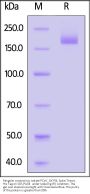 Pangolin coronavirus isolate PCoV_GX-P5L Spike Trimer Protein (R679A, KV980-981PP), His Tag (MALS verified)