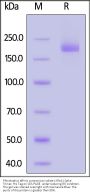 Rhinolophus affinis coronavirus isolate LYRa11 Spike Trimer Protein (R671A, KV972-973PP), His Tag (MALS verified)