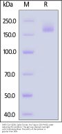 SARS-CoV GD01 Spike Trimer Protein (R667A, KV968-969PP), His Tag (MALS verified)