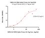 SARS-CoV GD01 Spike Trimer Protein (R667A, KV968-969PP), His Tag (MALS verified)