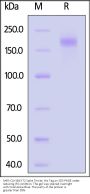 SARS-CoV BtKY72 Spike Trimer Protein (K669A, KV971-972PP), His Tag