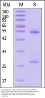 Anti-SARS-CoV-2 Spike Antibody, Mouse IgG1 (2C9C9) (XBB.1.5/Omicron Specific)