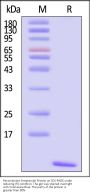 Recombinant Streptavidin Protein (MALS verified)
