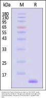 Streptavidin Protein-Acridinium ester (MALS verified)
