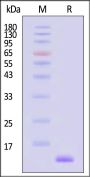 Streptavidin Protein-Acridinium ester (MALS verified)