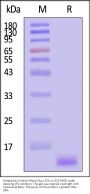 Streptavidin Protein-Alexa Fluor™ 555 (HPLC verified)