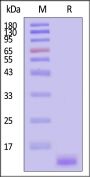 Streptavidin Protein-Alexa Fluor™ 555 (HPLC verified)