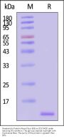 Streptavidin Protein-Alexa Fluor™ 488 (MALS verified)