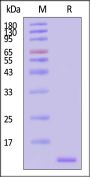 Streptavidin Protein-Alexa Fluor™ 488 (MALS verified)