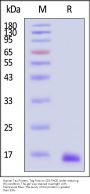 Human Tau Protein, Tag Free, low endotoxin (MALS verified)