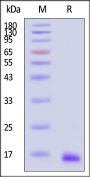 Human Tau Protein, Tag Free, low endotoxin (MALS verified)