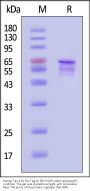 Human Tau-410 / 2N3R Protein, His Tag, low endotoxin (MALS verified)