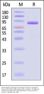 Biotinylated Cynomolgus Transferrin R / CD71 Protein, Avitag™,His Tag (MALS verified)