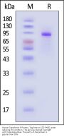 Human Transferrin R / CD71 Protein, Tag Free (MALS verified)