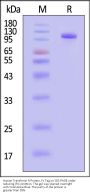 Human Transferrin R / CD71 Protein, Fc Tag (MALS verified)