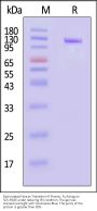 Biotinylated Human Transferrin R / CD71 Protein, Fc,Avitag™
