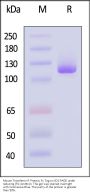 Mouse Transferrin R Protein, Fc Tag (MALS verified)