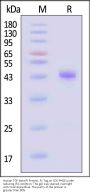 Human TGF-beta RI Protein, Fc Tag (MALS verified)