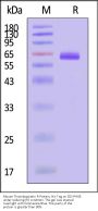 Mouse Thrombopoietin R Protein, His Tag (MALS & SPR verified)