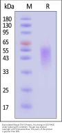 Biotinylated Mouse TIM-3 / HAVCR2 Protein, His,Avitag™ (HPLC verified)
