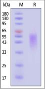 Biotinylated Mouse TIM-3 / HAVCR2 Protein, His,Avitag™ (HPLC verified)