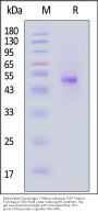 Biotinylated Cynomolgus / Rhesus macaque TIGIT Protein, Fc,Avitag™ (MALS verified)