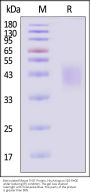 Biotinylated Mouse TIGIT Protein, His,Avitag™, active dimer (MALS verified)