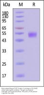 Biotinylated Mouse TIGIT Protein, Fc,Avitag™ (MALS verified)