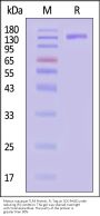 Rhesus macaque TLR3 / CD283 Protein, Fc Tag (MALS verified)