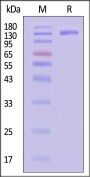 Rhesus macaque TLR3 / CD283 Protein, Fc Tag (MALS verified)