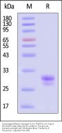 Cynomolgus/Rhesus macaque TL1A / TNFSF15 Protein, His Tag (MALS verified)