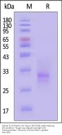 Human TL1A / TNFSF15 Protein, His Tag (Monomer) (MALS verified)