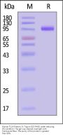 Human TL1A / TNFSF15 Protein, Fc Tag, active trimer (MALS verified)