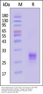 Biotinylated Human TL1A / TNFSF15 Protein, His,Avitag™