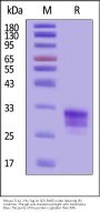 Mouse TL1A Protein, His Tag (HPLC-verified)