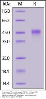 Cynomolgus / Rhesus macaque TNFR2 / CD120b / TNFRSF1B Protein, His Tag