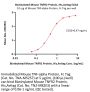 Biotinylated Mouse TNFR2 / CD120b / TNFRSF1B Protein, His,Avitag™ (MALS verified)