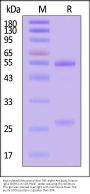 Biotinylated Monoclonal Anti-TNF-alpha Antibody, human IgG1 (16H5) (MALS verified)