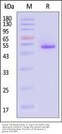 Human TNF-alpha Protein, Fc Tag (MALS verified)