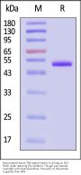 Biotinylated Human TNF-alpha Protein, Fc,Avitag™ (MALS verified)
