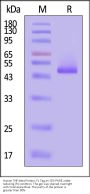 Human TNF-beta / Lymphotoxin-alpha Protein, Fc Tag (MALS verified)