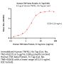 Human TNF-beta / Lymphotoxin-alpha Protein, Fc Tag (MALS verified)