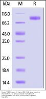 Mouse TPBG / 5T4 Protein, Fc Tag (MALS verified)